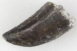 Big, Serrated Allosaurus Tooth - Colorado #36387-3